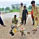 Youngsters enjoy watching the rooster fight at Makrani Para