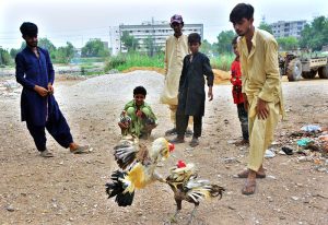 Youngsters enjoy watching the rooster fight at Makrani Para