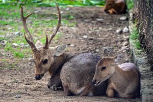 Deer rest inside their enclosure at the zoo along Faisal Avenue in the Federal Capital.