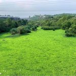 A mesmerizing and eye-catching view of Rawal Dam where the surface of the water is covered by floating green weeds, creating a lush, vibrant scene