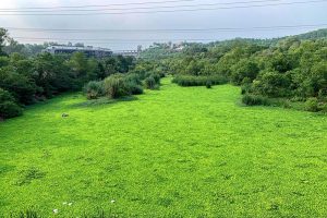 A mesmerizing and eye-catching view of Rawal Dam where the surface of the water is covered by floating green weeds, creating a lush, vibrant scene
