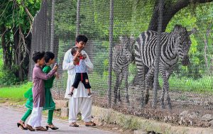 Deer rest inside their enclosure at the zoo along Faisal Avenue in the Federal Capital.