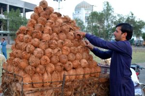 A vendor busy in arranging and displaying coconut on handcart to attract the customers