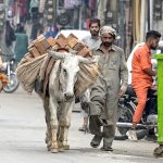 A man guides donkeys supplying bricks to the kiln at Iqbal Road