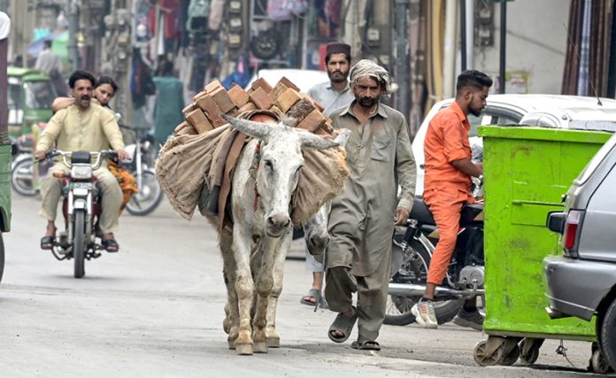 A man guides donkeys supplying bricks to the kiln at Iqbal Road