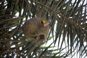 A pair of baya weaver birds seen at their intricately woven nest on a palm tree, showcasing nature’s craftsmanship and nurturing bond.