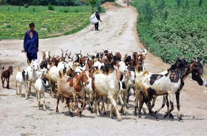 A shepherd guarding herd of goats towards the grazing field.