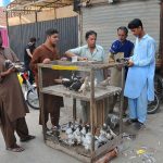 Pigeon enthusiasts gather around a roadside cage to inspect and trade various breeds during the weekly bird market