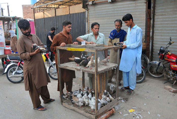 Pigeon enthusiasts gather around a roadside cage to inspect and trade various breeds during the weekly bird market
