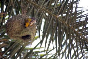 A pair of baya weaver birds seen at their intricately woven nest on a palm tree, showcasing nature’s craftsmanship and nurturing bond.