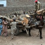 Labourers are busy loading heavy wooden pieces onto a donkey cart to transport them to the nearby timber warehouse
