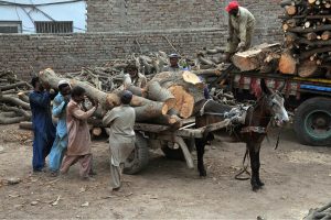 Labourers are busy loading heavy wooden pieces onto a donkey cart to transport them to the nearby timber warehouse