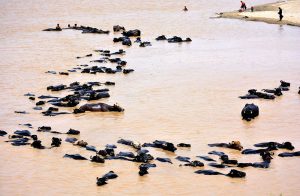 A large number of buffaloes bathing in Indus River.