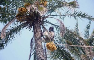 A farmer tends to date palms at the University of Agriculture Faisalabad (UAF), possibly during the harvesting process.