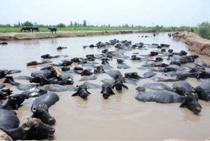 A herd of buffaloes bathing in Jhang Branch Canal at Rajbah Nasrana during hot and humid weather in the city.