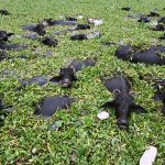 A herd of buffaloes cool off in a water pond amid soaring temperatures