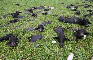 A herd of buffaloes cool off in a water pond amid soaring temperatures