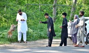 A family captures video with their cell phones as a person feeds corn to a monkey on Margalla Road in the Federal Capital