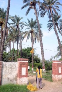 A farmer tends to date palms at the University of Agriculture Faisalabad (UAF), possibly during the harvesting process.