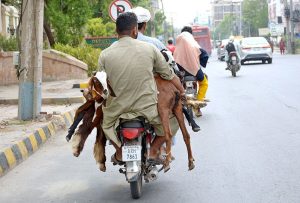A man carries four goats uncomfortably on the back seat of a motorcycle after buying them from a cattle market.