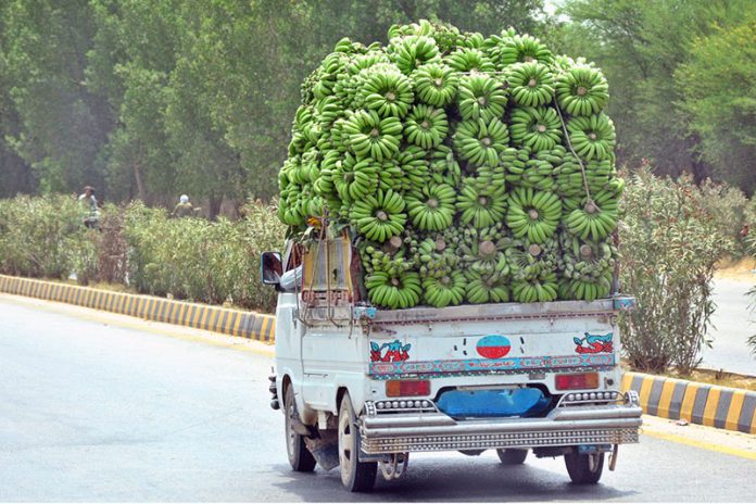 A Suzuki van loaded with bananas makes its way to the fruit market for delivery