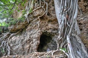 The Buddha Caves at Shah Allah Ditta are located in the heart of Margalla Hills on the natural route to the ancient city of Taxila. These caves are believed to be 2,400 years old. The Buddha caves are adjacent to a garden known as Sadhu ka Bagh. The village of Shah Allah Ditta is named on a dervish of Mughal era. The Buddha Caves consist of natural rock of Kanjur stone. The Kanjur stone used for the construction of Buddhist Stupa at Ban Faqiran, was also extracted from these rocks. These caves were first used by Buddhist monks for meditation. After the decline of Buddhism in Taxila, Hindu sadhus occupied these caves and painted some images of Hindu deities on the walls. There were many Hindu families living in Shah Allah Ditta Village before partition and the Caves were used by them for their daily worship. During the Mughal Period, Muslim ascetics took over the caves and built a square water tank on the water channel emerging from a natural water spring flowing since long. The water tank was constructed in lime stone laid in lime mortar. Mughal rulers and other emperors often passed through this region on their way to India from Afghanistan