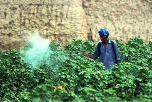 A farmer sprays pesticide on a cotton crop to protect it from harmful pests at his farmland.