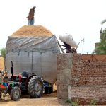Labourers busy in loading chaff (husk from wheat) on tractor trolly to supply to the market