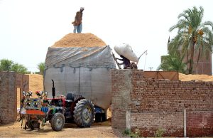 Labourers busy in loading chaff (husk from wheat) on tractor trolly to supply to the market