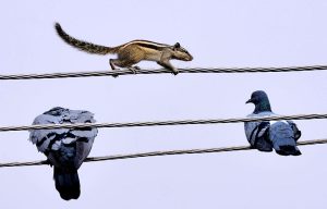 A squirrel scurries along an electric wire as pigeons perch calmly on the lines.