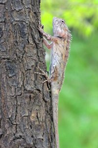 A view of chameleon rests on a tree trunk in a local park.