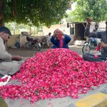 Workers string vibrant rose flowers into garlands at a roadside setup