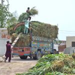 Labourers load fodder onto a delivery truck in the SITE area