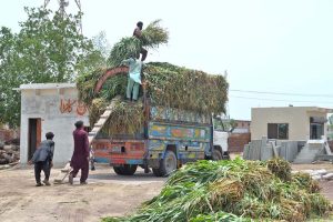Labourers load fodder onto a delivery truck in the SITE area