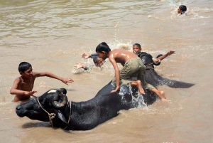 Youngsters take their cows along to cool off with a playful swim in the canal to cool off in the city's humid weather amid the scorching monsoon heat.