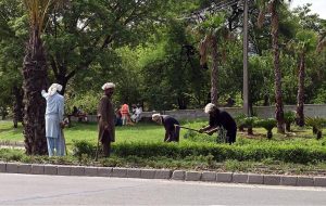 CDA gardeners plants saplings along the roadside greenbelt of Srinagar Highway in the Federal Capital.