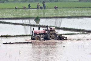 Women workers sow paddy crops using traditional methods in their farmland on the outskirts of the city