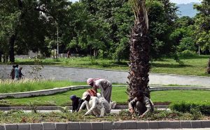 CDA gardeners plants saplings along the roadside greenbelt of Srinagar Highway in the Federal Capital.