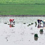 Women workers sow paddy crops using traditional methods in their farmland on the outskirts of the city
