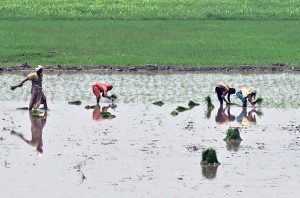 Women workers sow paddy crops using traditional methods in their farmland on the outskirts of the city