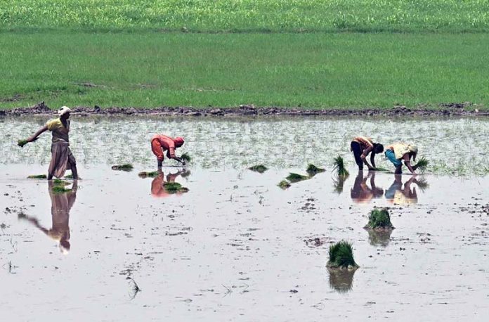 Women workers sow paddy crops using traditional methods in their farmland on the outskirts of the city