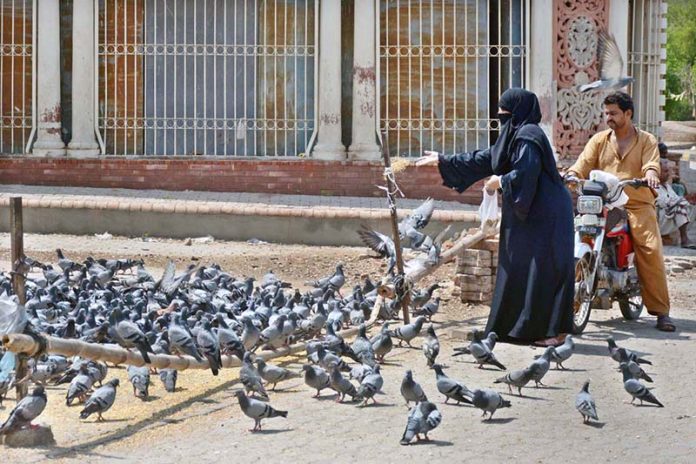 A woman feeds pigeons with compassion, scattering food as an act of kindness