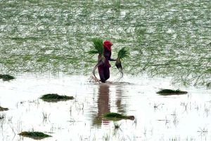 Women workers sow paddy crops using traditional methods in their farmland on the outskirts of the city