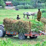 Farmers busy in loading green fodder on the tractor trolley after cutting in their field at Bhatti Goht