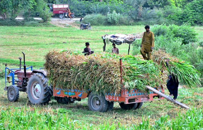 Farmers busy in loading green fodder on the tractor trolley after cutting in their field at Bhatti Goht
