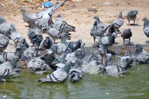 A woman feeds pigeons with compassion, scattering food as an act of kindness