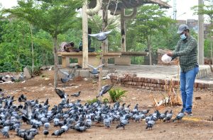 A person throwing food for pigeons at roadside, reflecting a human gesture of kindness towards birds.