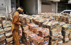 A worker sealing wooden crates filled with packed mangoes for transportation to local markets and wholesale outlets.