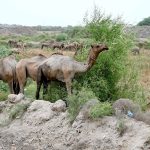 A herd of Camels grazing near Ratodero