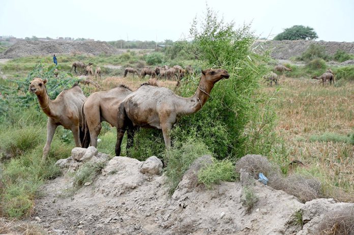 A herd of Camels grazing near Ratodero